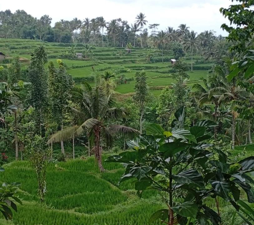 Photo of Others in Tetebatu