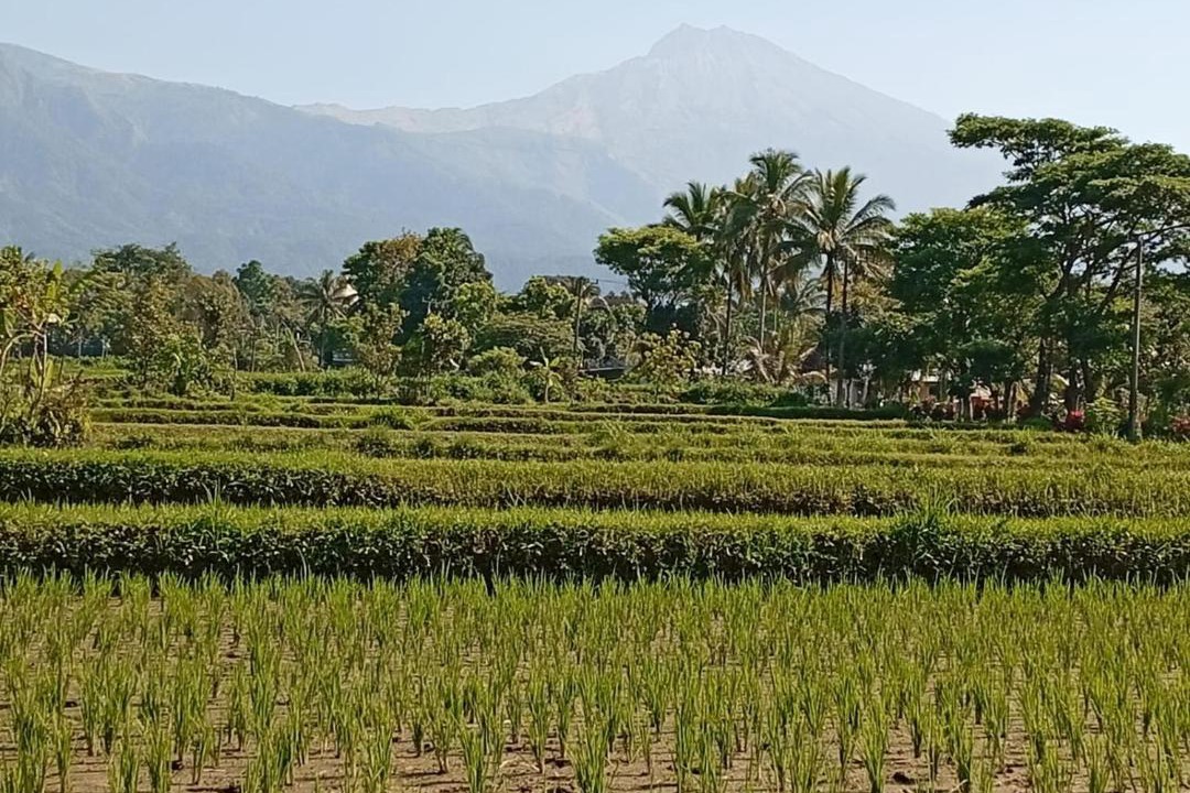 Photo of Others in Tetebatu