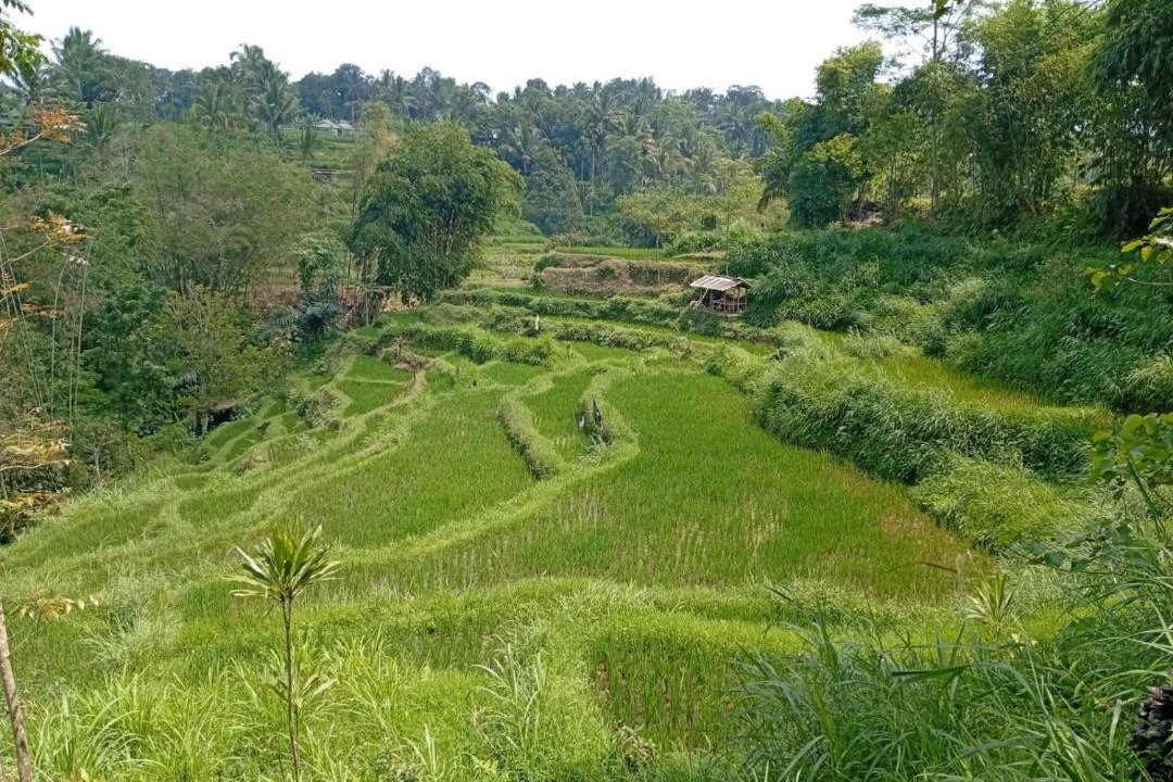 Photo of Others in Tetebatu
