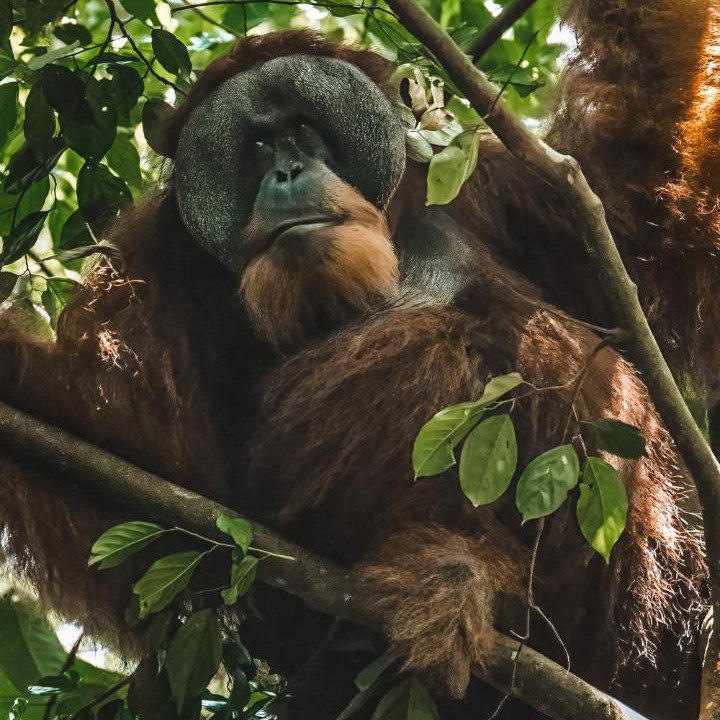 Photo of Others in Bukit Lawang