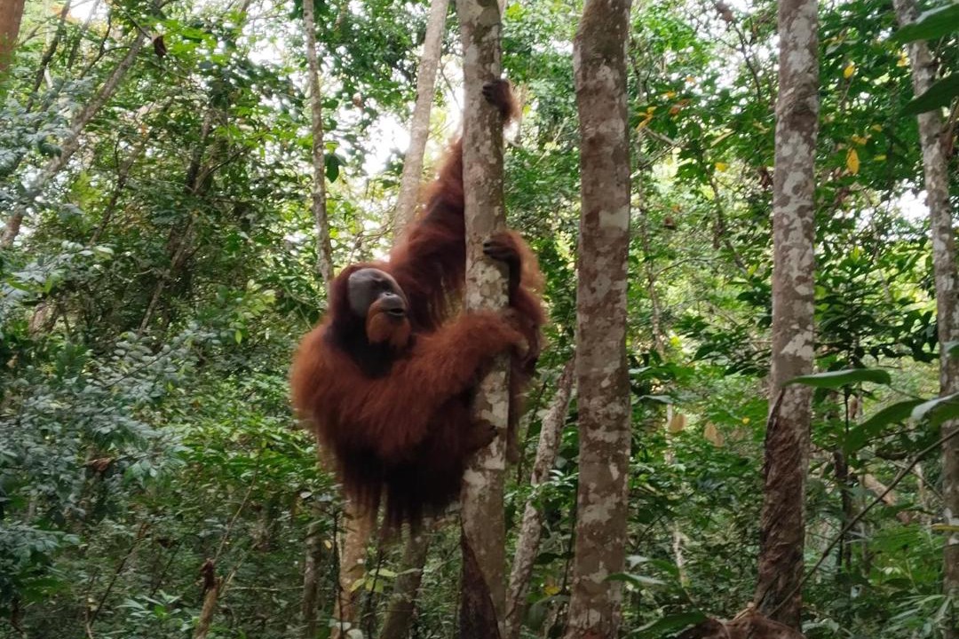 Photo of Others in Bukit Lawang