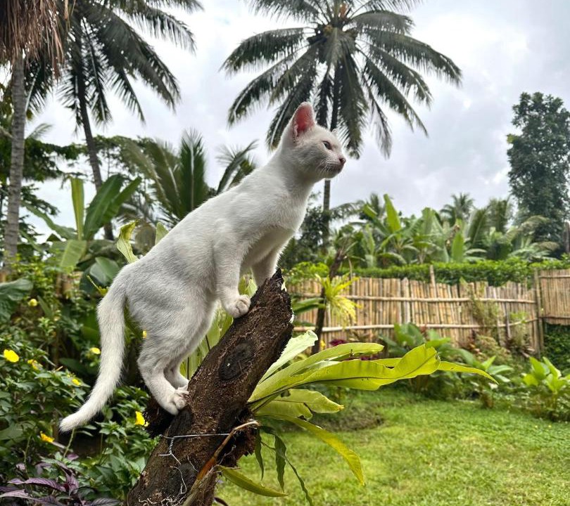Photo of Others in Tetebatu