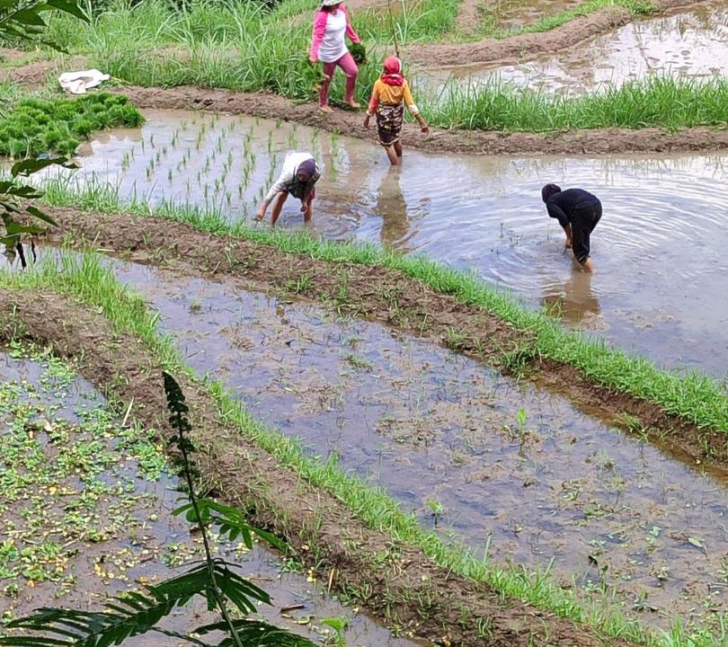Photo of Others in Tetebatu