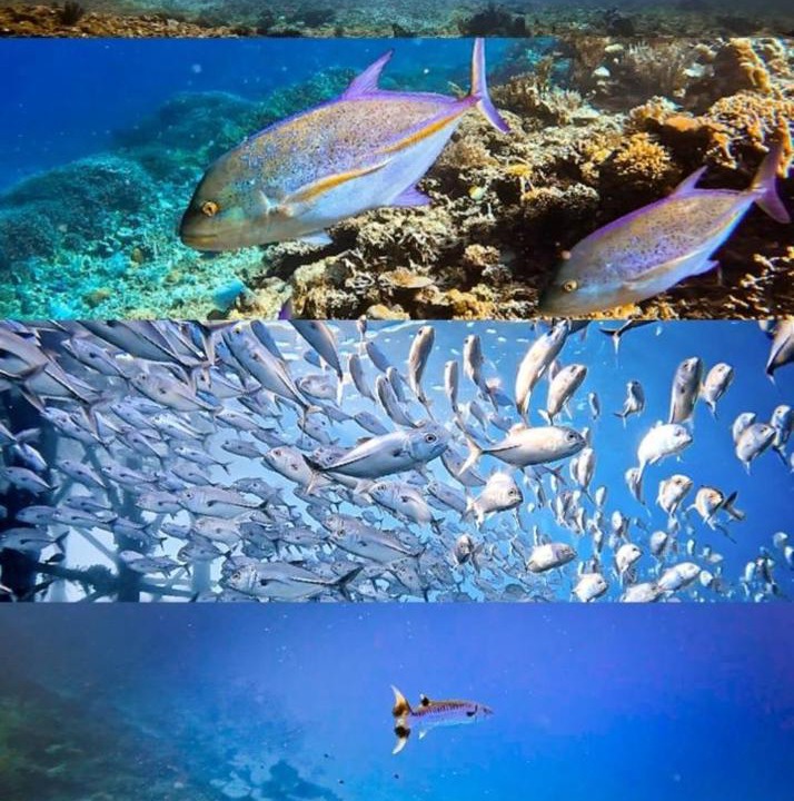 Photo of Others in Komodo