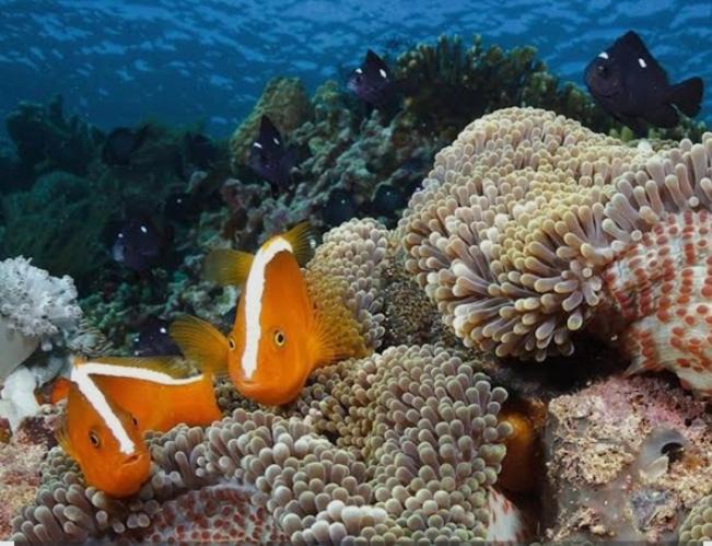 Photo of Others in Bunaken