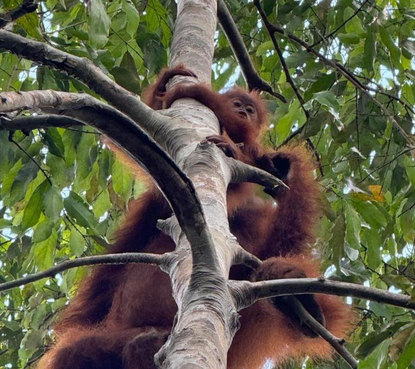 Photo of Others in Bukit Lawang