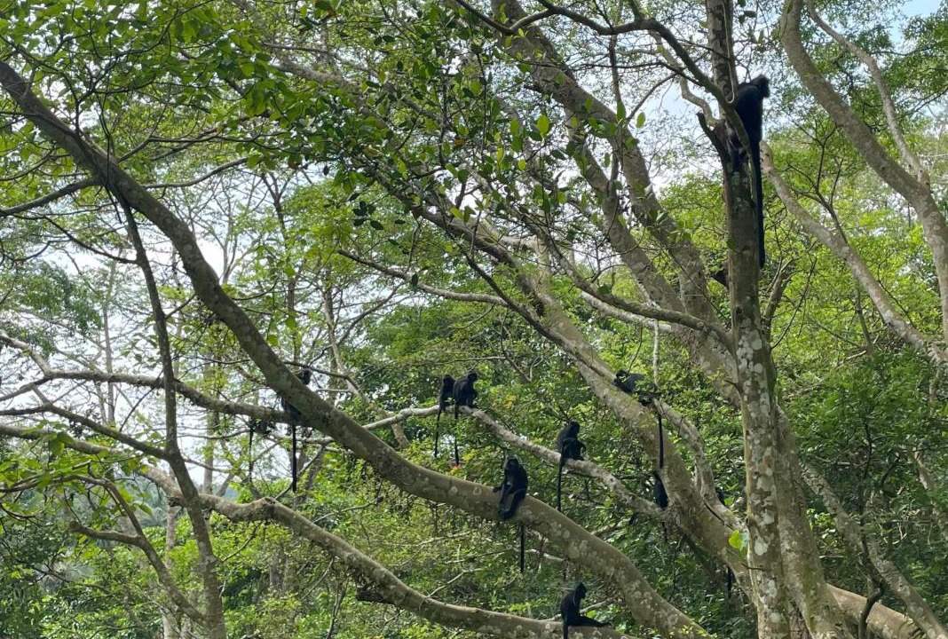 Photo of Others in Tetebatu