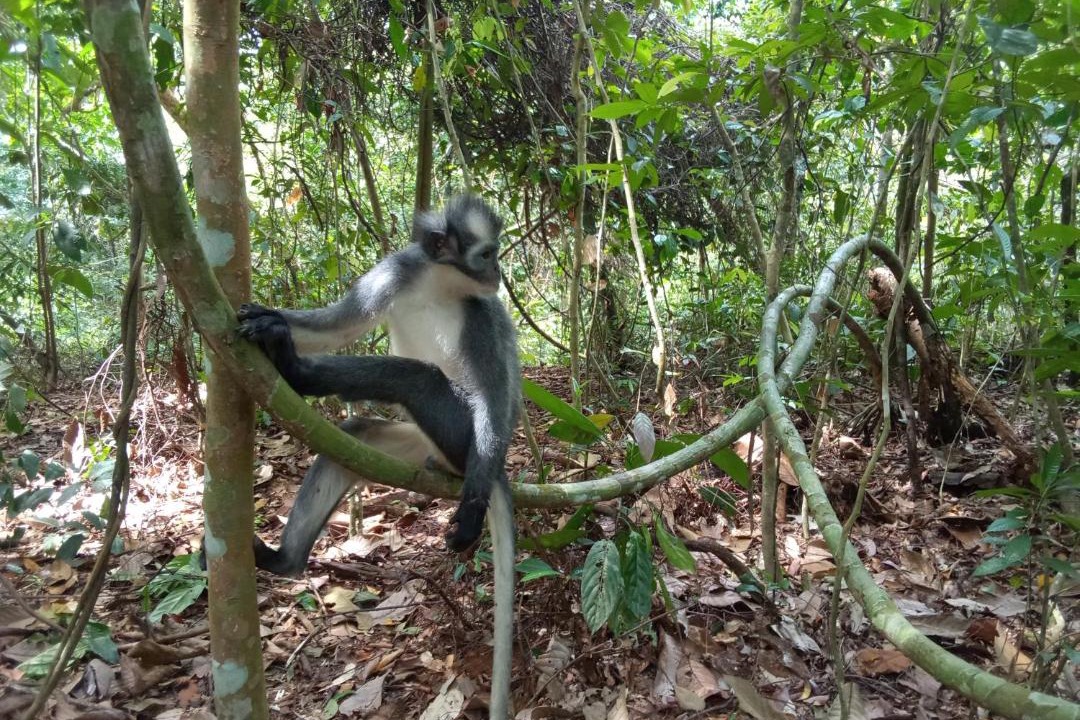 Photo of Others in Bukit Lawang