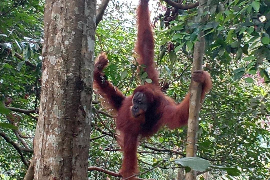 Photo of Others in Bukit Lawang