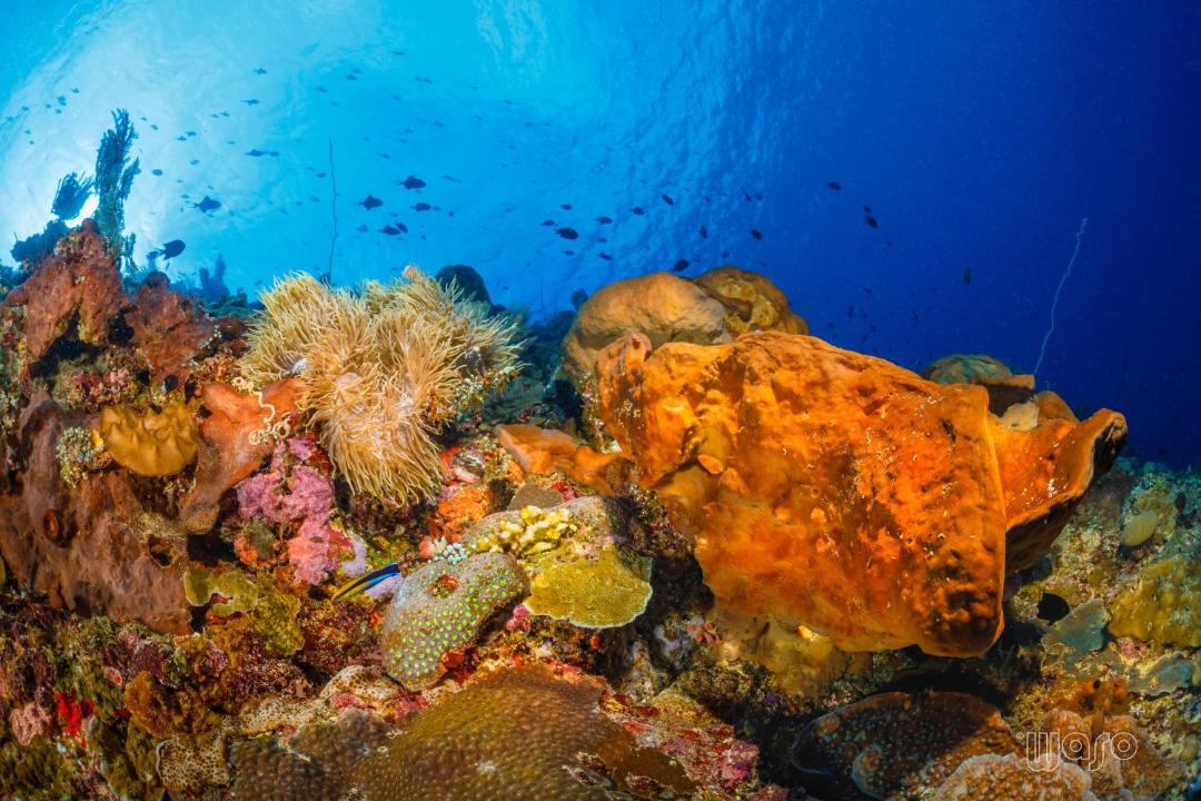Photo of Others in Manado