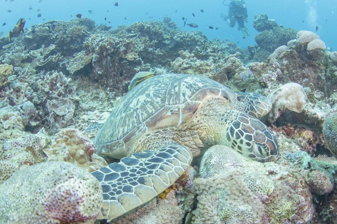 Photo of Others in Manado