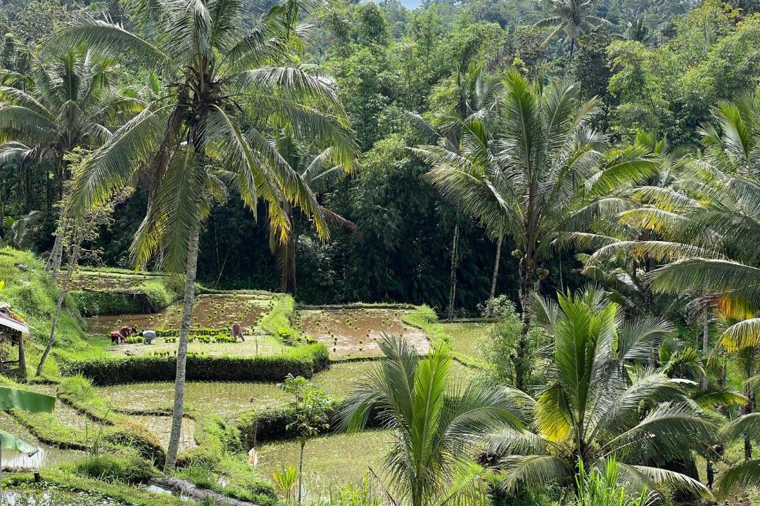 Photo of Others in Tetebatu
