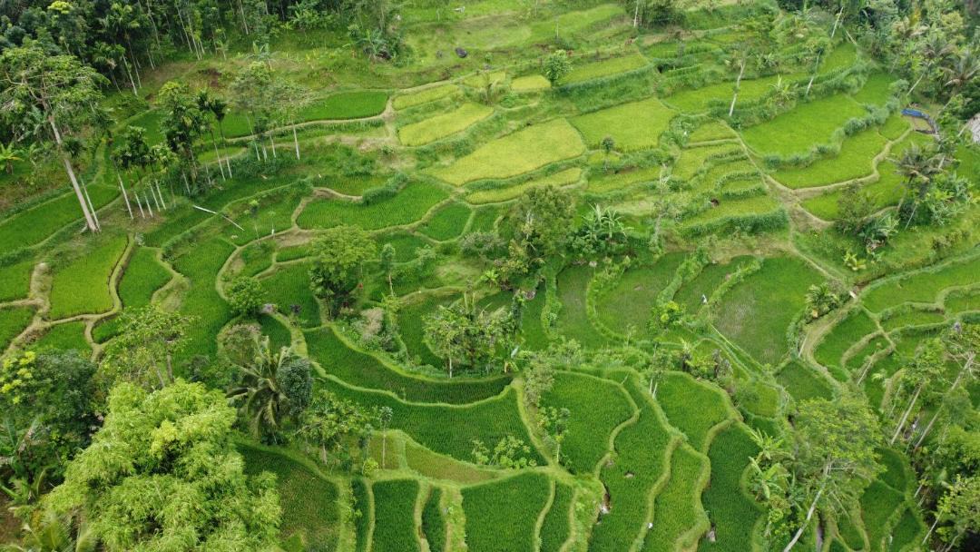 Photo of Others in Tetebatu