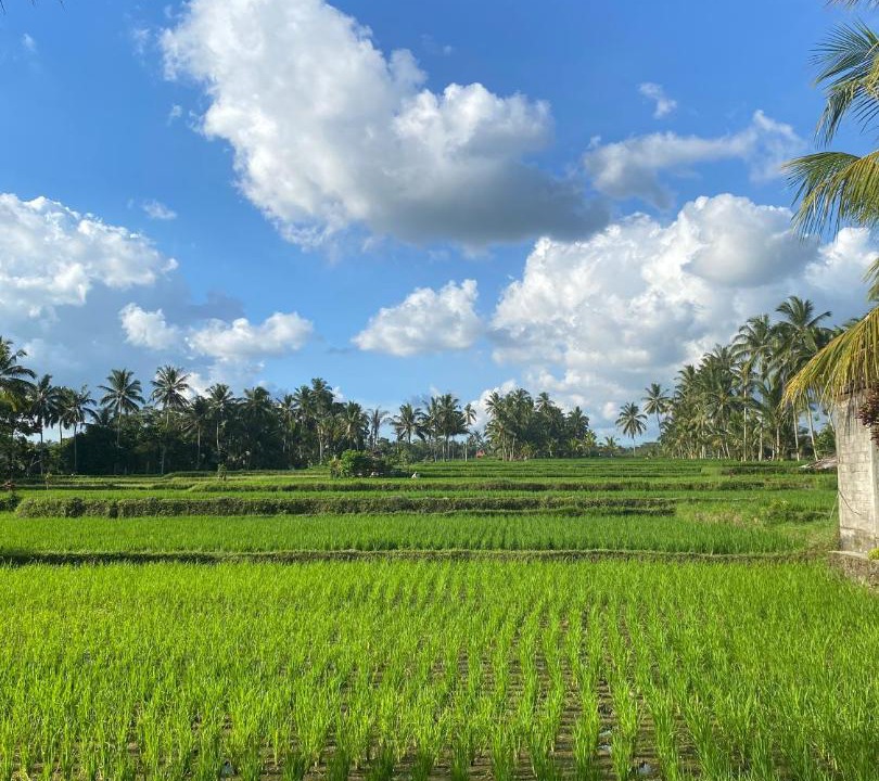Photo of Others in Tegallalang