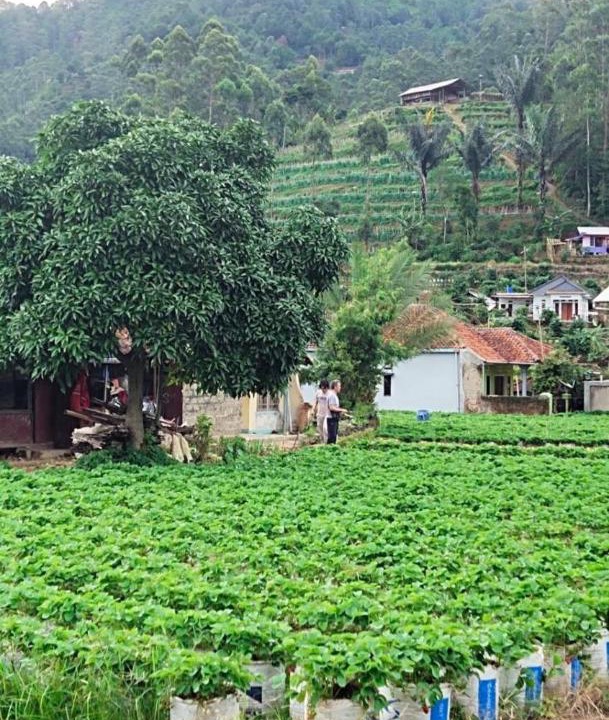 Photo of Others in Ciwidey