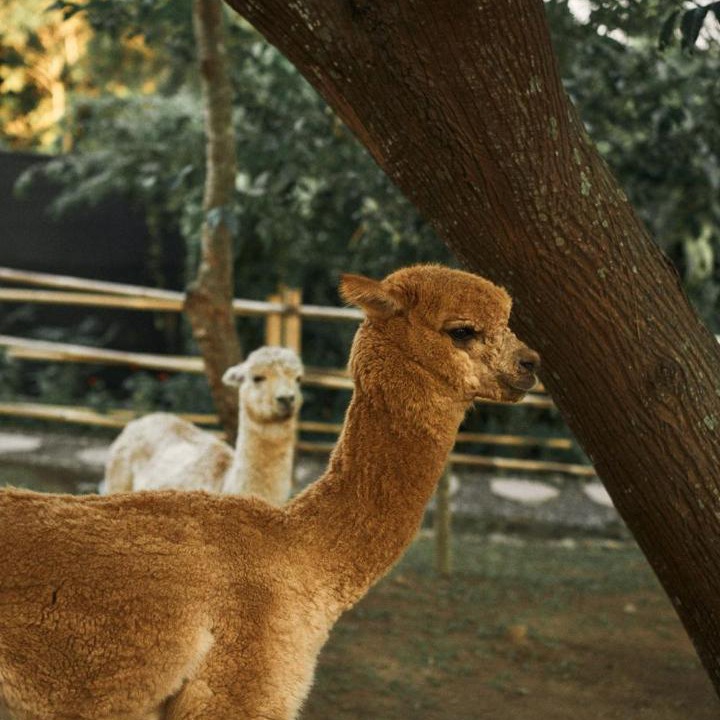Photo of Others in Beraban