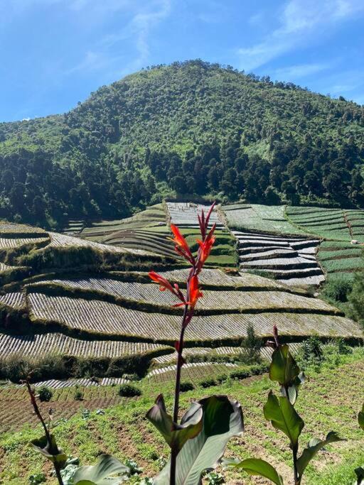 Photo of Others in Dieng Kulon