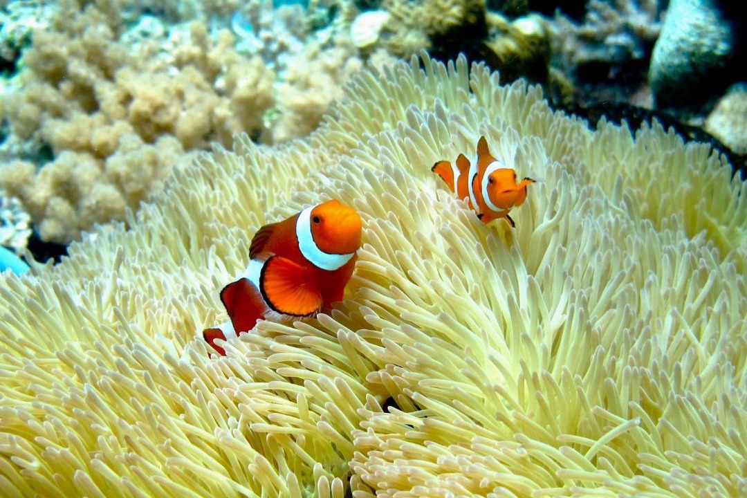Photo of Others in Batudaka Island