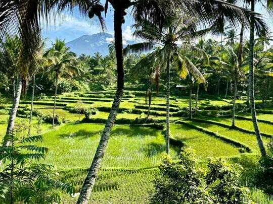 Photo of Others in Tetebatu