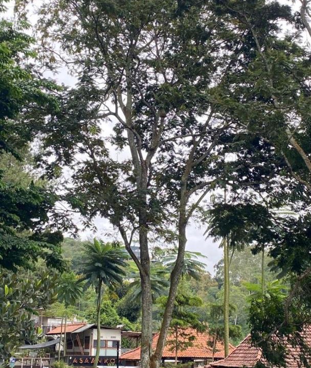 Photo of Others in Ciburial