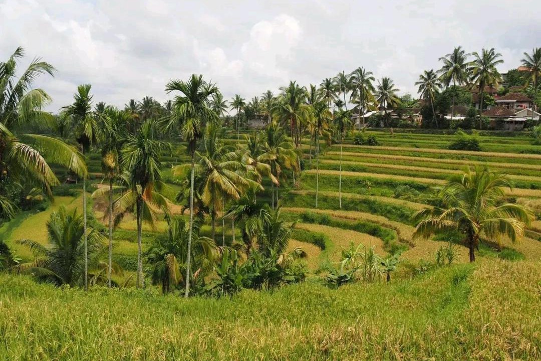 Photo of Others in Kecamatan Montong Gading