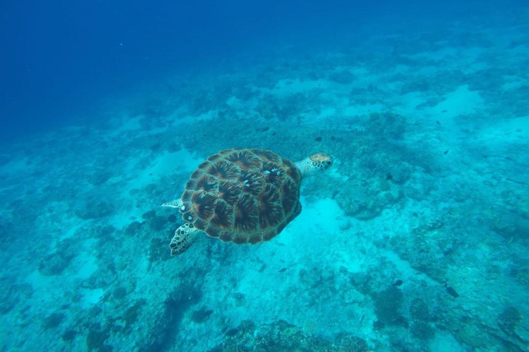 Photo of Others in Gili Meno