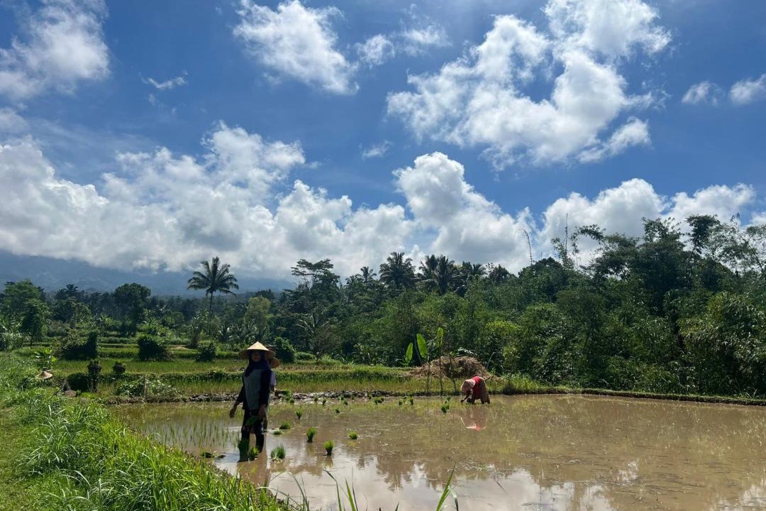 Photo of Others in Tetebatu