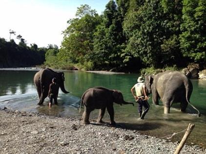 Photo of Others in Bukit Lawang
