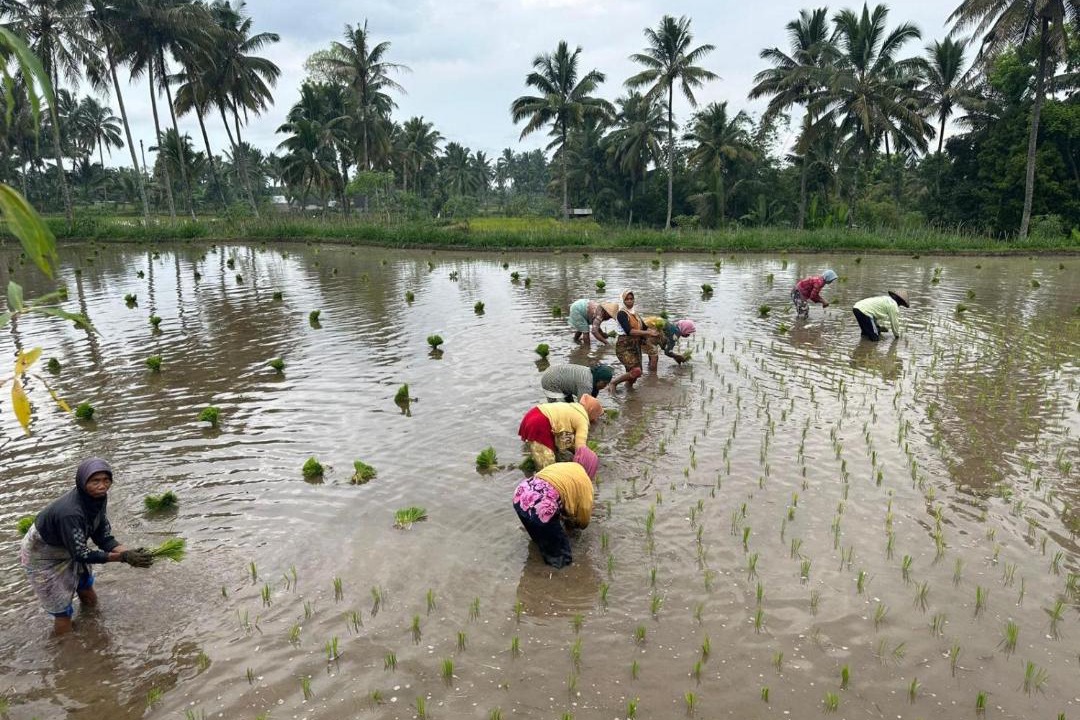 Photo of Others in Tetebatu