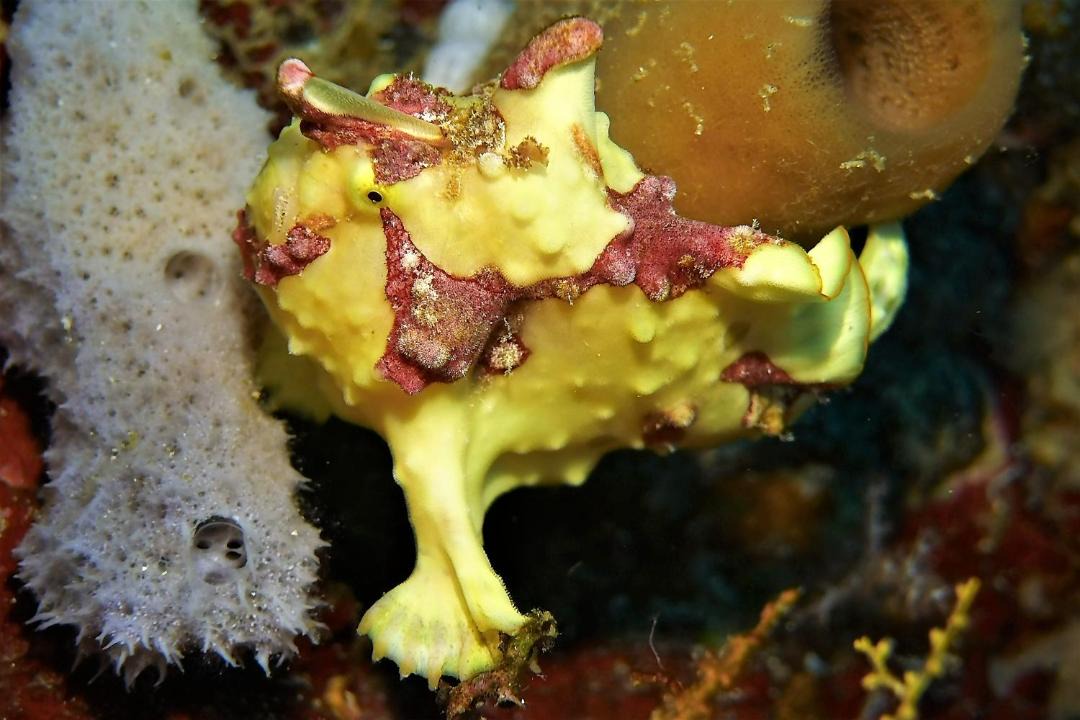 Photo of Others in Bunaken