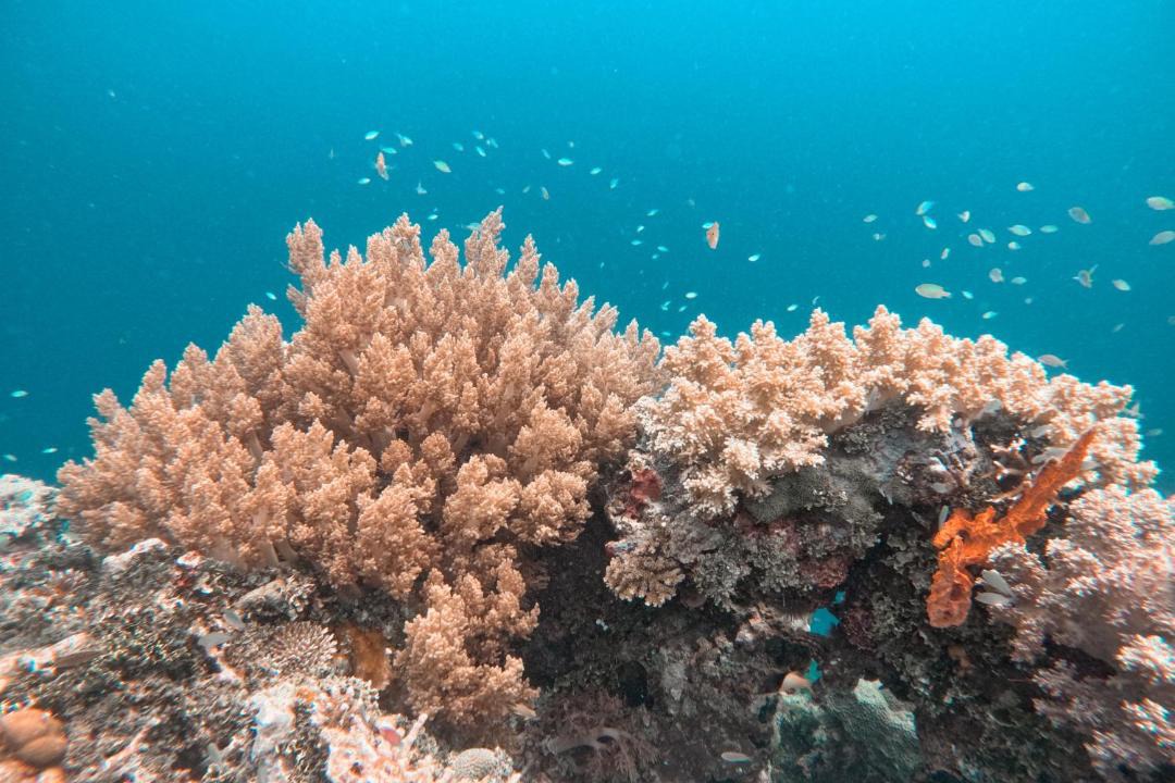 Photo of Others in Manyaifun