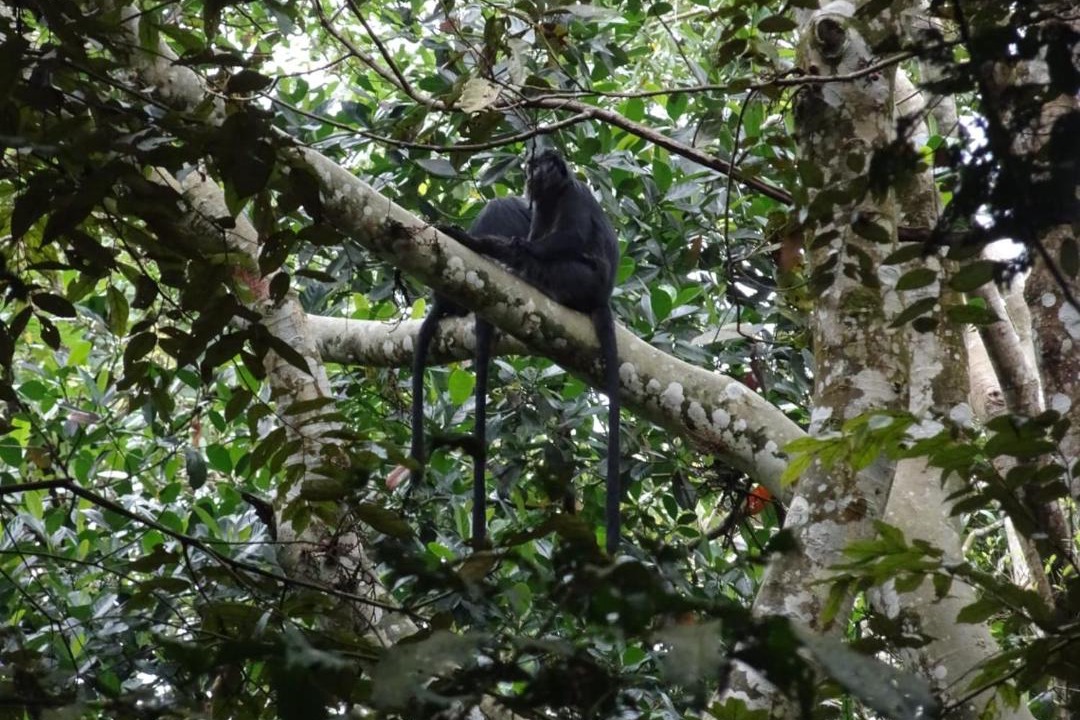 Photo of Others in Tetebatu