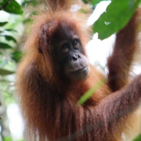 Photo of Others in Bohorok