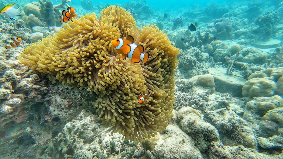 Photo of Others in Kepulauan Banyak