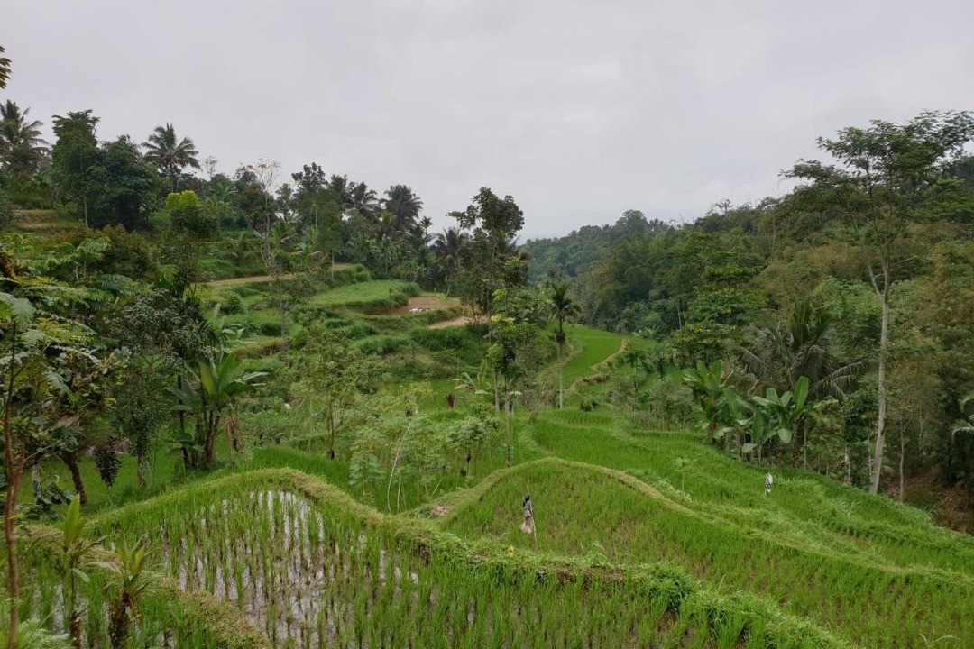 Photo of Others in Tetebatu