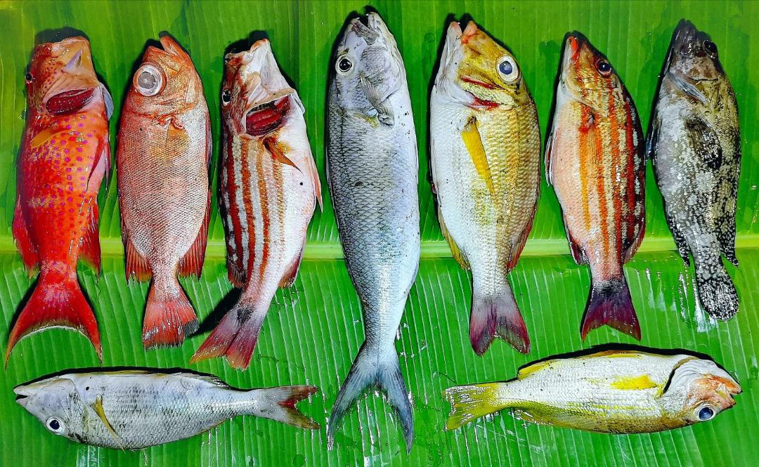 Photo of Others in Maumere