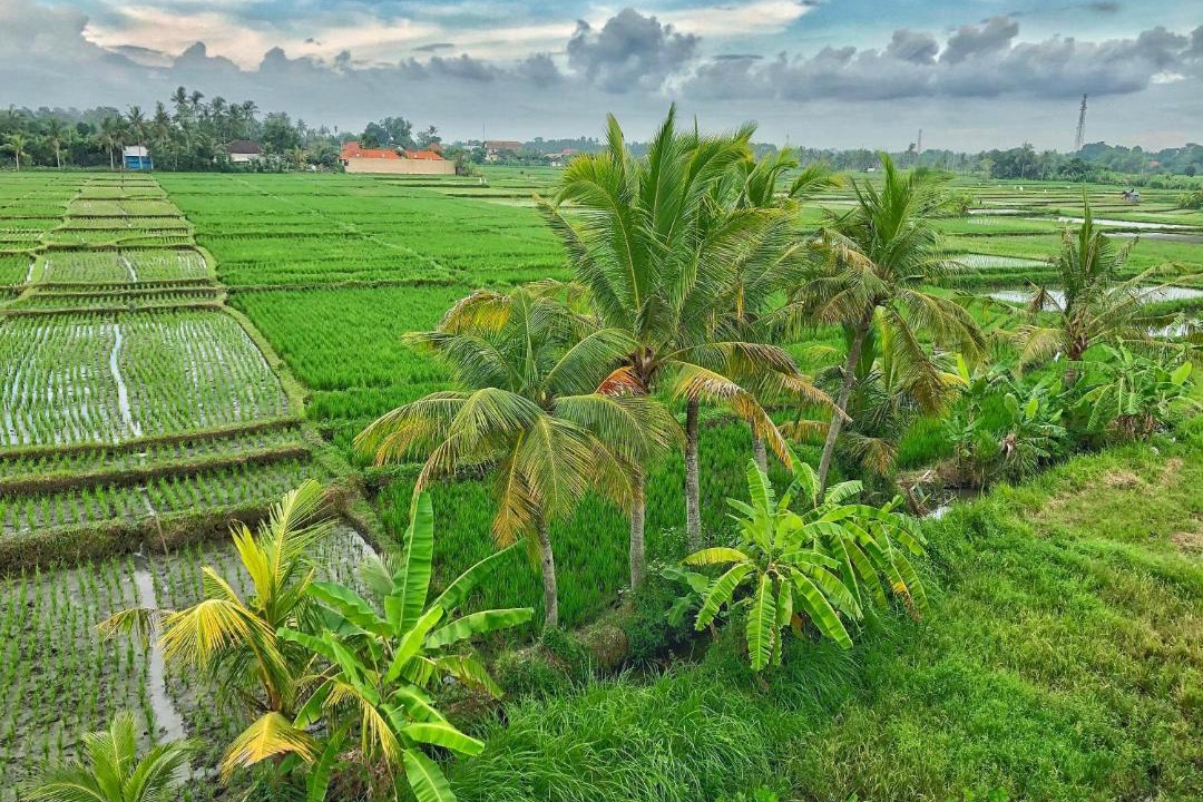 Photo of Others in Kediri