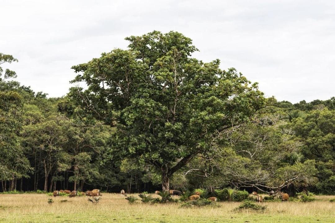 Photo of Others in Peucang Island