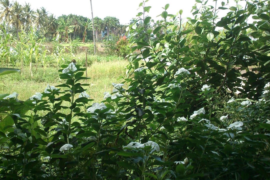 Photo of Others in Tjimadja