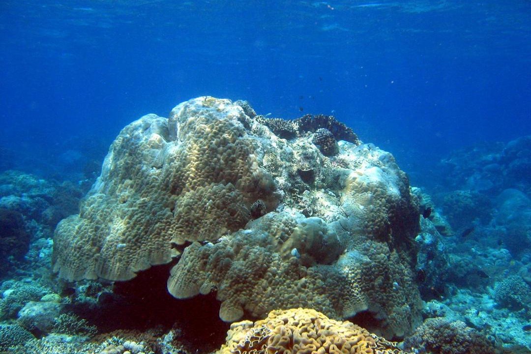 Photo of Others in Bunaken