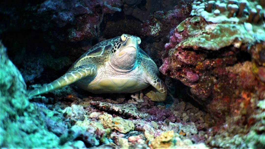 Photo of Others in Bunaken
