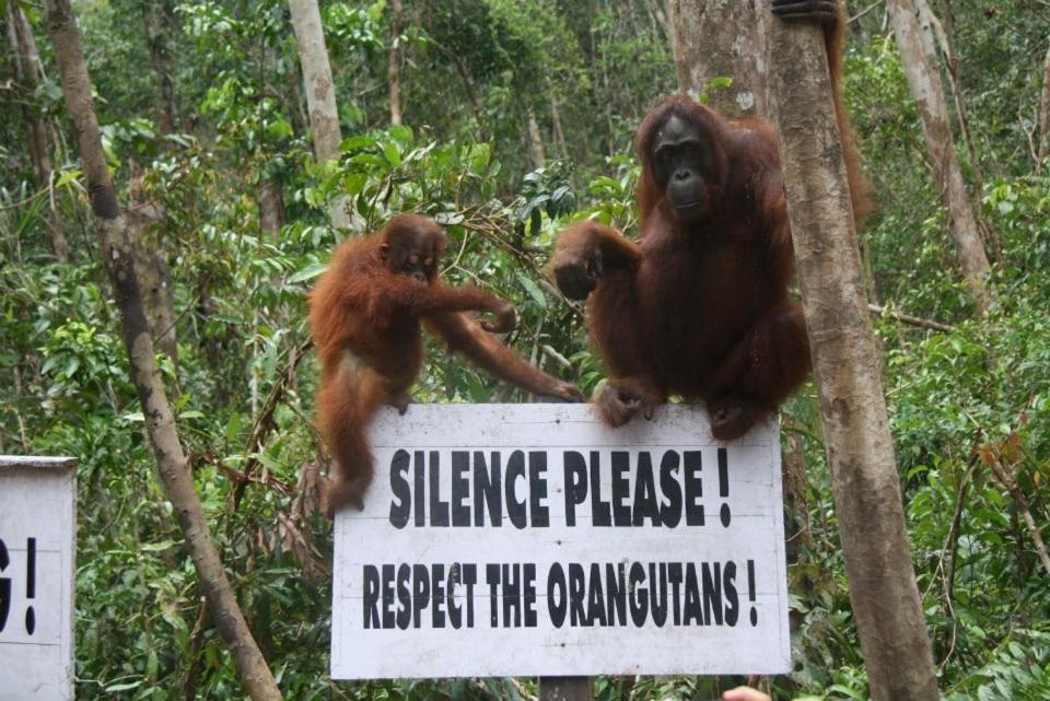 Photo of Others in Kumai