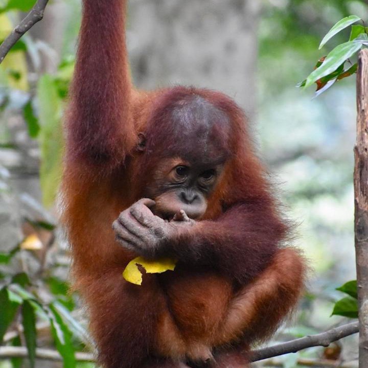 Photo of Others in Bukit Lawang