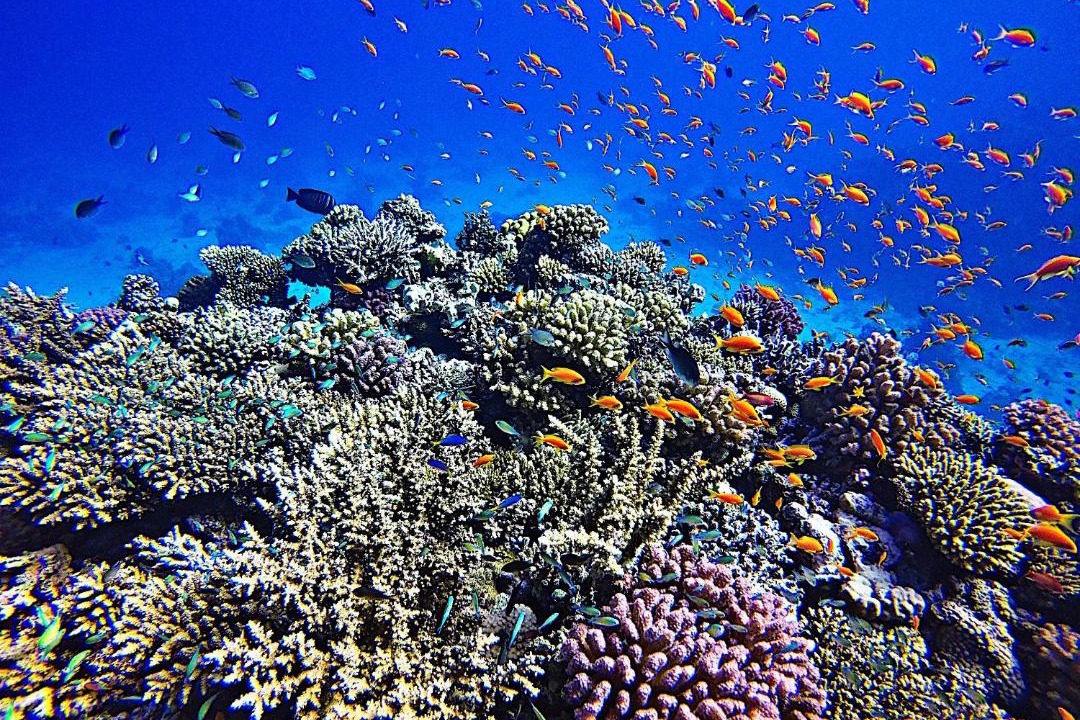 Photo of Others in Gili Meno
