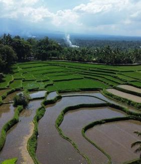 Tetebatu House | Tetebatu Clove Garden Homestay