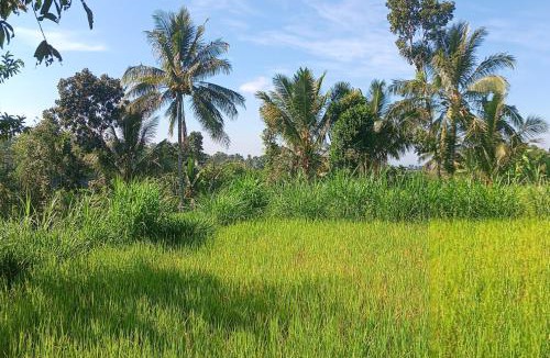 Tetebatu House | Tetebatu Sunrise Homestay