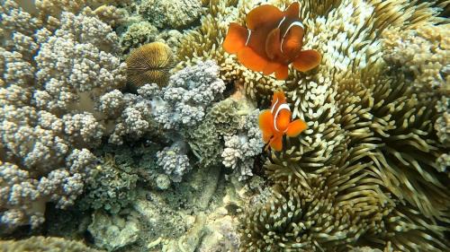 Gili Gede House | Mango Lodge