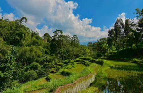 Tetebatu House | Tetebatu River Side BUNGALOWS