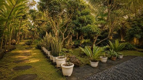 Turi Villa | Audi's Cabin Jogja in Merapi's Foothills