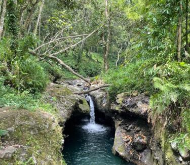 Tetebatu Hotel | Jungle Roots
